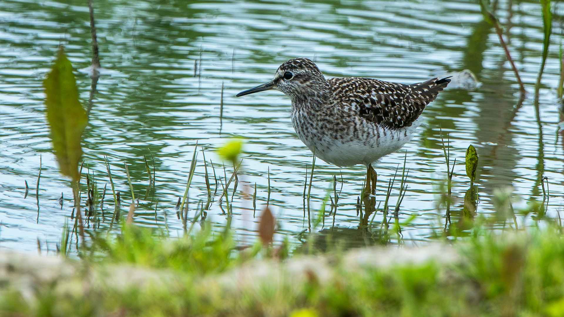 Wood Sandpiper